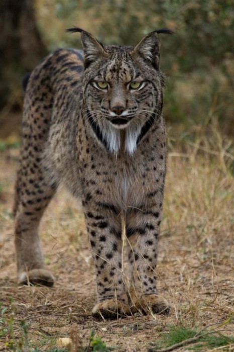 Lynx Ibérique