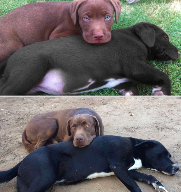 avant-apres-animaux-12