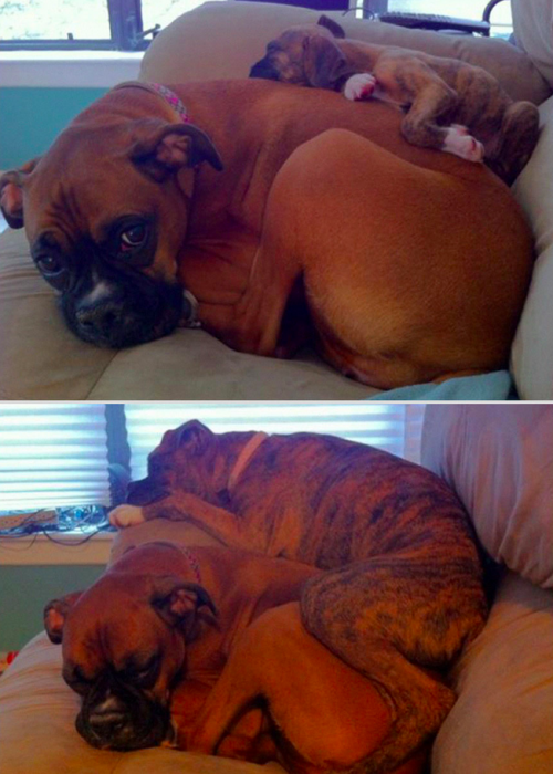 avant-apres-animaux-2