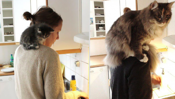 avant-apres-animaux-5