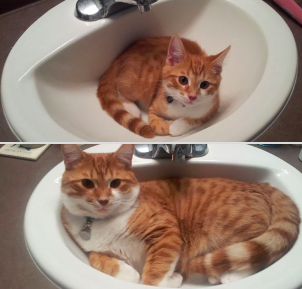 avant-apres-animaux-6