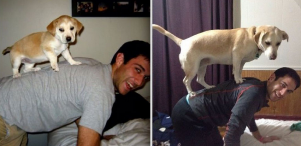 avant-apres-animaux-7