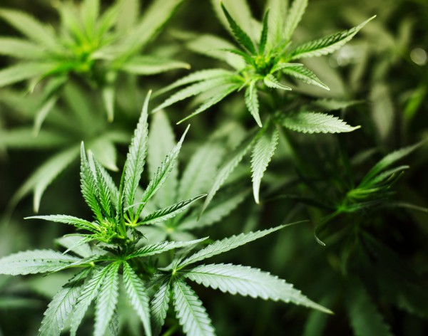 cannabis-therapeutique
