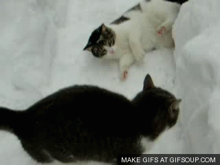 cat-in-snow-o