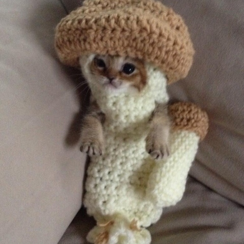 chat-champignon