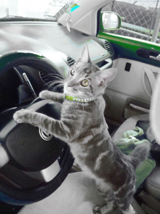 chat-dans-une-voiture-a-pris-le-volant