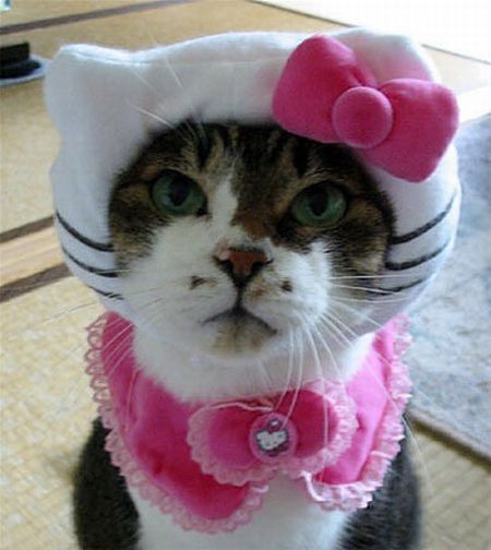 chat-hello-kitty