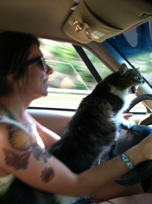 chat-pas-content-en-voiture