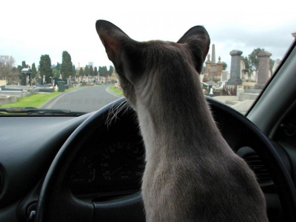 chat-qui-conduit-dans-un-cimetière