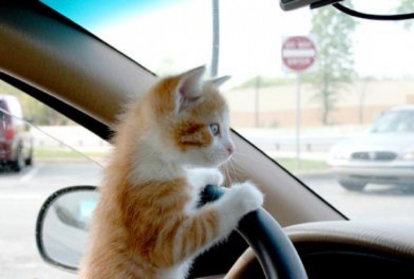 chat-qui-conduit-sur-autoroute
