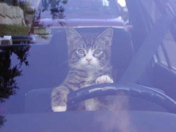 chat-qui-conduit-une-voiture-avec-sa-ceinture-attachée