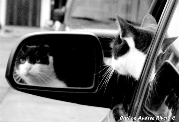 chat-qui-regarde-dans-le-rétro-de-la-voiture