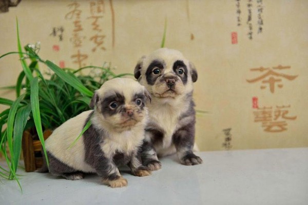 cute-dog-panda-puppies-1