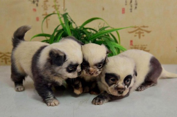 cute-dog-panda-puppies-3