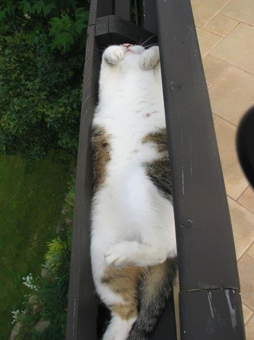 funny-cats-if-it-fits-i-sits-1