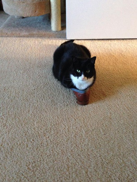 funny-cats-if-it-fits-i-sits-9