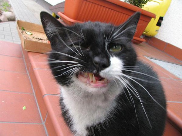 funny-cats-sneezing-17