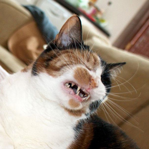 funny-cats-sneezing-22