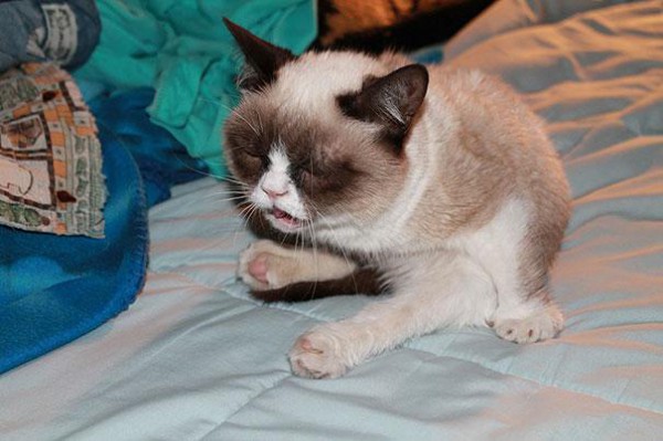 funny-cats-sneezing-23