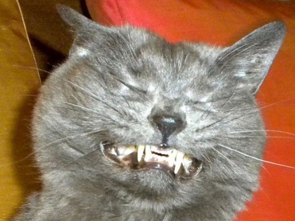 funny-cats-sneezing-7
