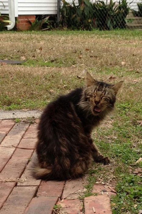 funny-cats-sneezing-9