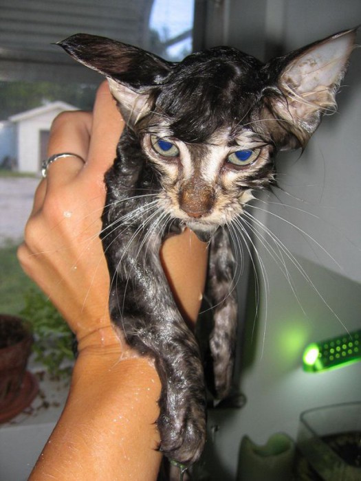 funny-wet-cats-12