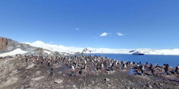 half-moon-island-antarctica-chinstrap-penguins-2