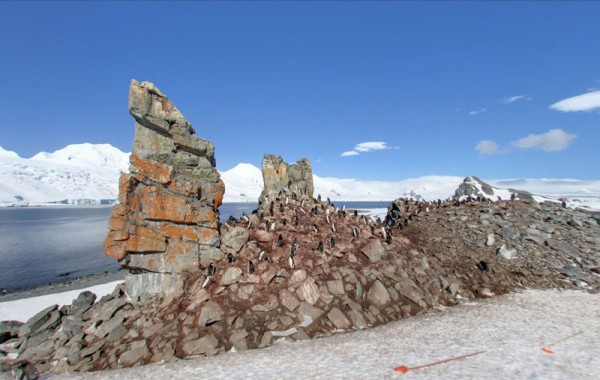 half-moon-island-antarctica-chinstrap-penguins