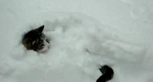 Un chat à la découverte de la neige, c'est merveilleux !