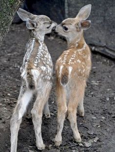 0e8cfaeebf481d01fdb53a6103f50557