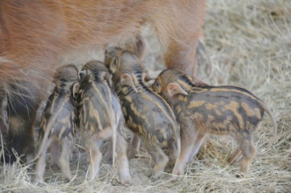 4-Piglets-Feeding-640x425