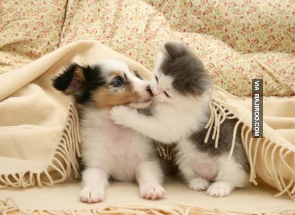 Dog-Kissing-A-Cat-funny-pet-love-animal-pics-images-photo-12