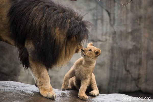 Father-Lion-Sniffs-Cub-640x427