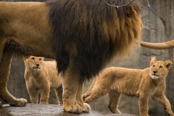 Father-Lion-with-Cubs-640x427