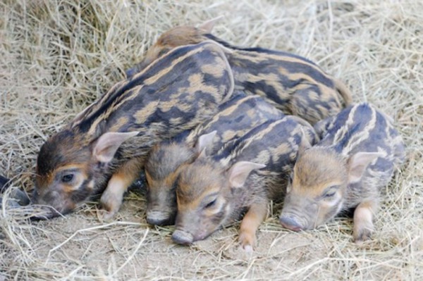 Five-Little-Piggies-640x426