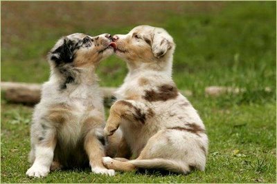 Funny Kissing Puppies_1