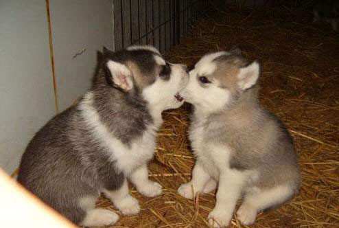 Funny Kissing Puppies_2