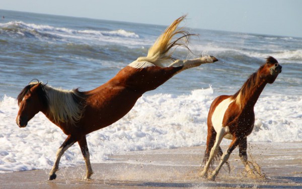 Horses_Assateague_Prithviraj_Bhosale_187840