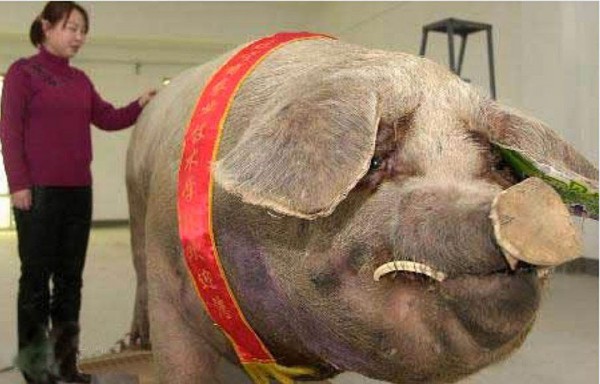 Un cochon  chinois de 900 kg
