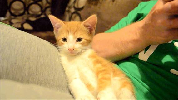 Oscar-Sleepiest-Kitten-Ever570