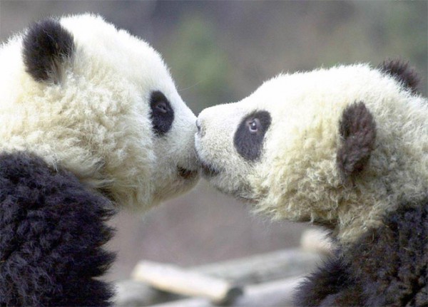 Pandas Kissing