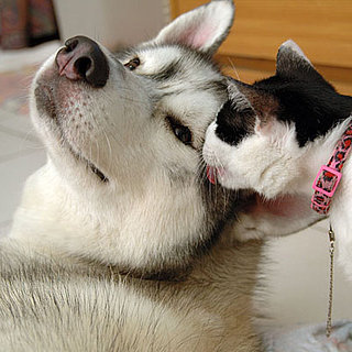 Pets-Kissing-Pictures (1)