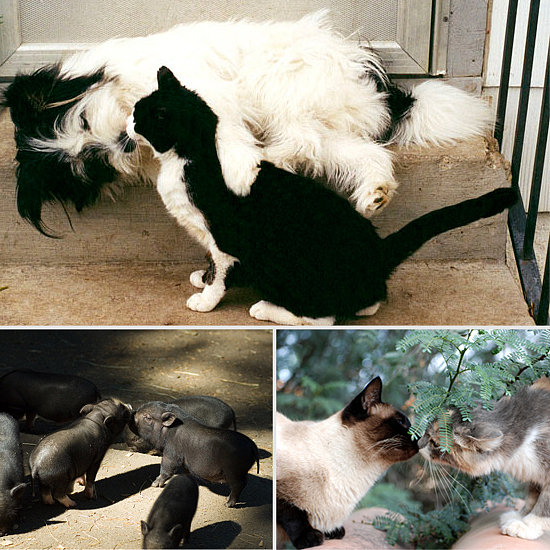 Pets-Kissing-Pictures