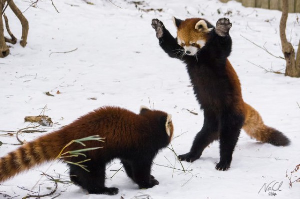 Red-Pandas-In-the-Snow-640x426