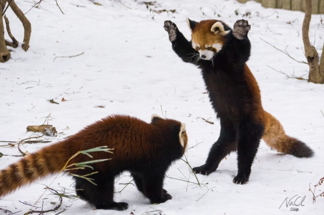 https://www.letribunaldunet.fr/wp-content/uploads/2014/03/Red-Pandas-In-the-Snow-640x426.jpg