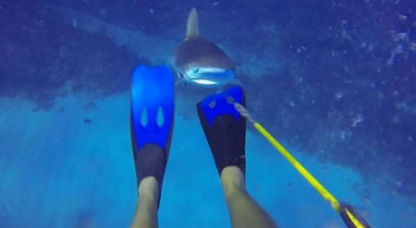 Requin4-659x362
