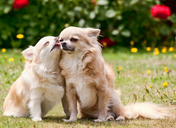 Sweet Dogs Kissing