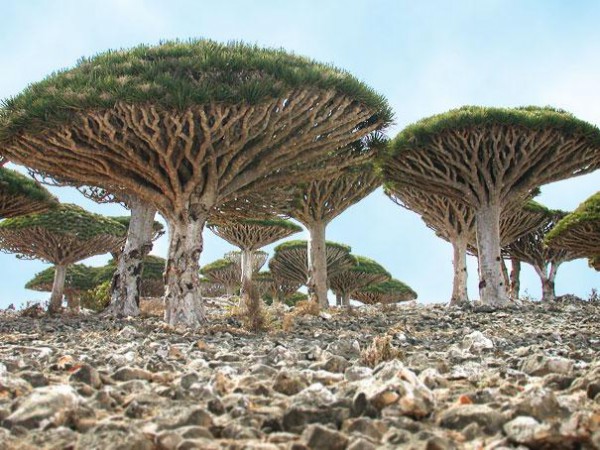 amazing-places-socotra-5