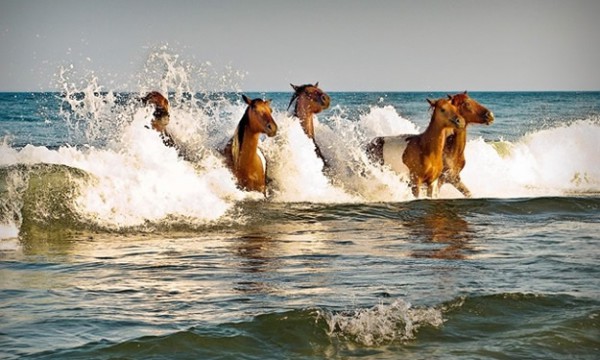 assateague_surf_ponies