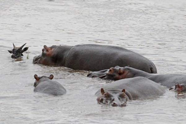 c7340060-a93d-11e3-9a4c-5314ce187303_7_CATERS_Hippo_Saves_Gnu_08